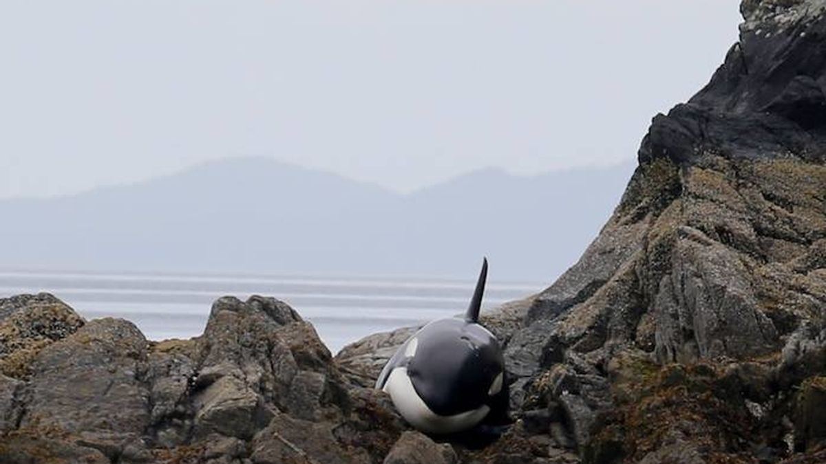 orca atrapada