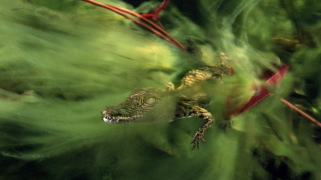 Cría de cocodrilo en el delta del Okavango en Botswana, África