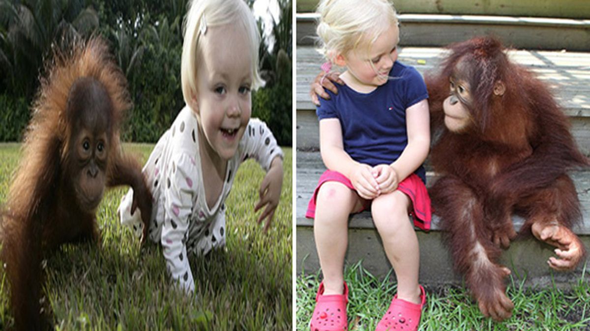 Una niña y un orangután, amigos inseparables desde hace seis años