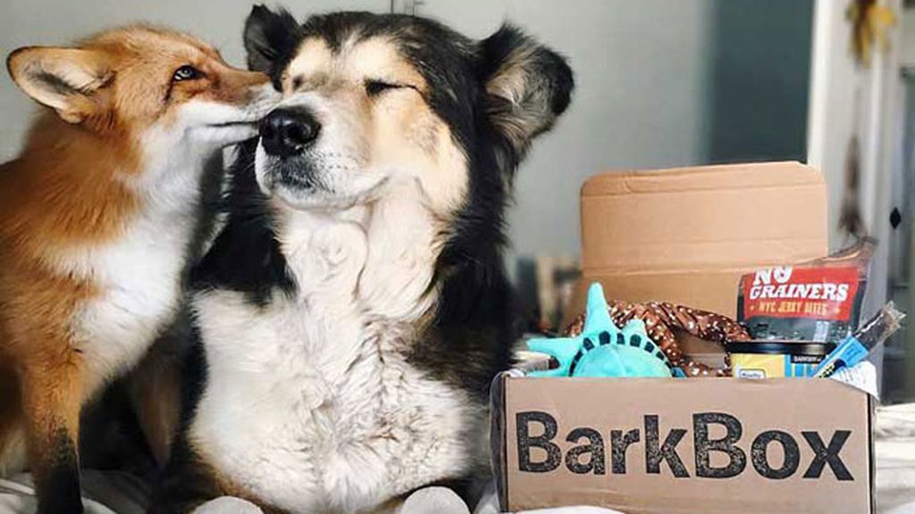 Un perro y un zorro, los mejores amigos