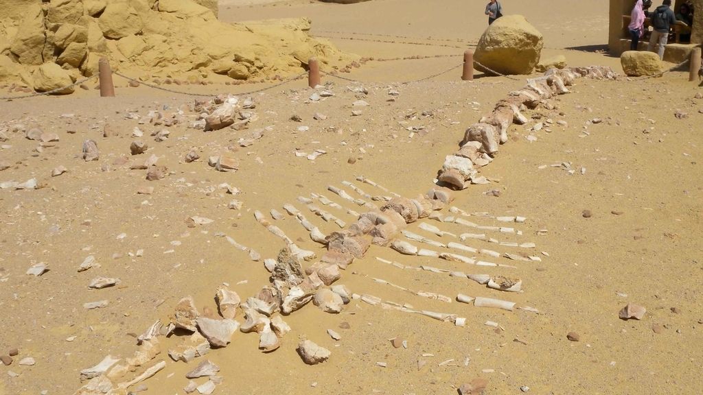 El valle de las ballenas... en Egipto