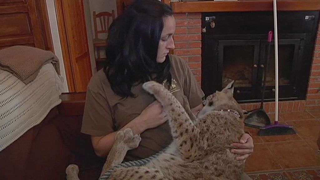 Jabalíes, ciervas, linces, burros, ocas y ponis... unos animales muy domésticos