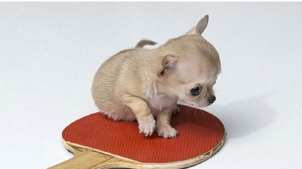 Este perro es aún más pequeño que un chiguagua normal