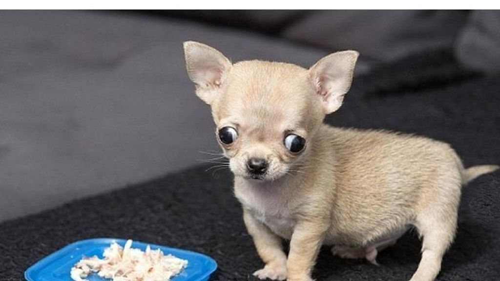 Este perro es aún más pequeño que un chiguagua normal