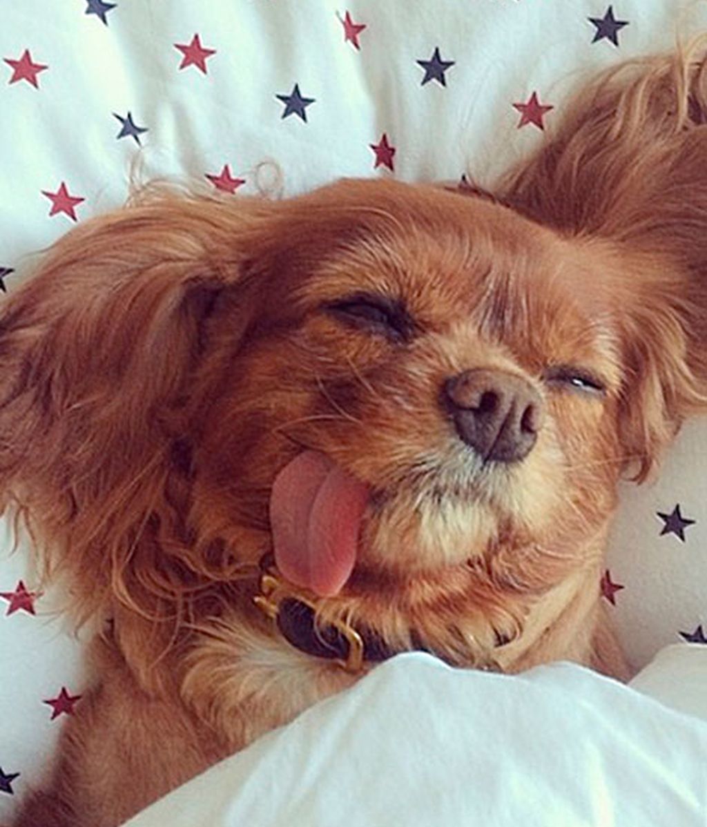 Los mejores momento de Brindis inmortalizados por su dueño