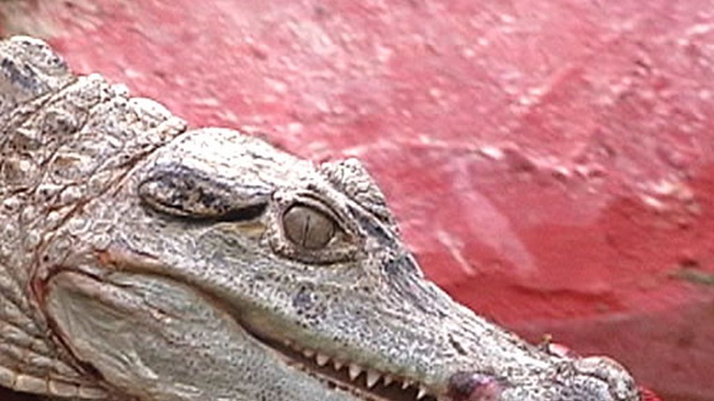 Un cocodrilo