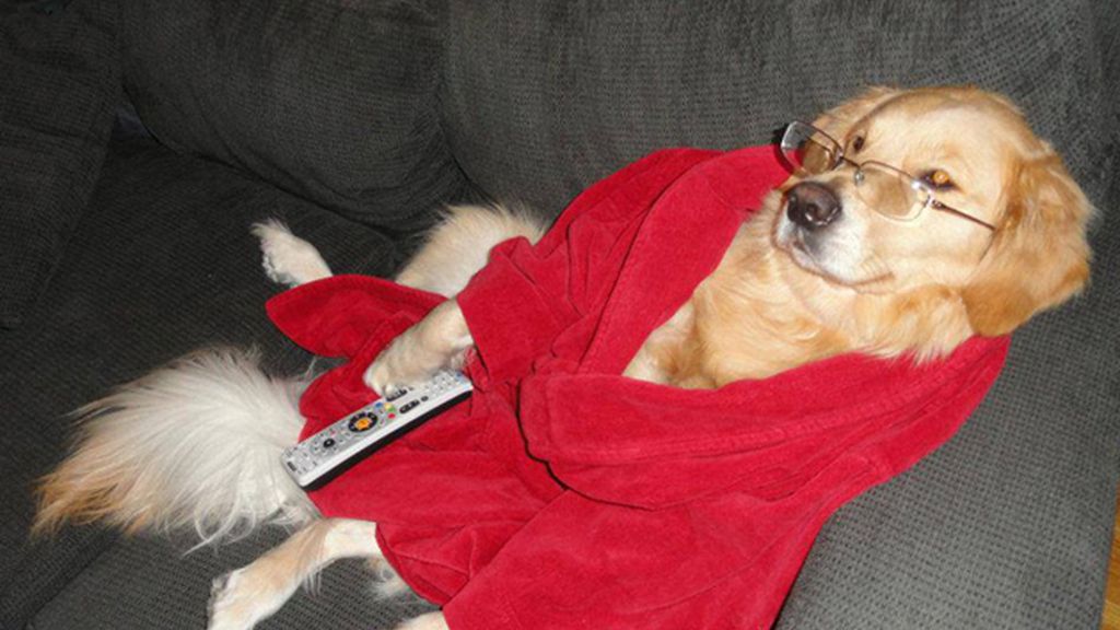 Diviértete con los atuendos más humanos de este perro