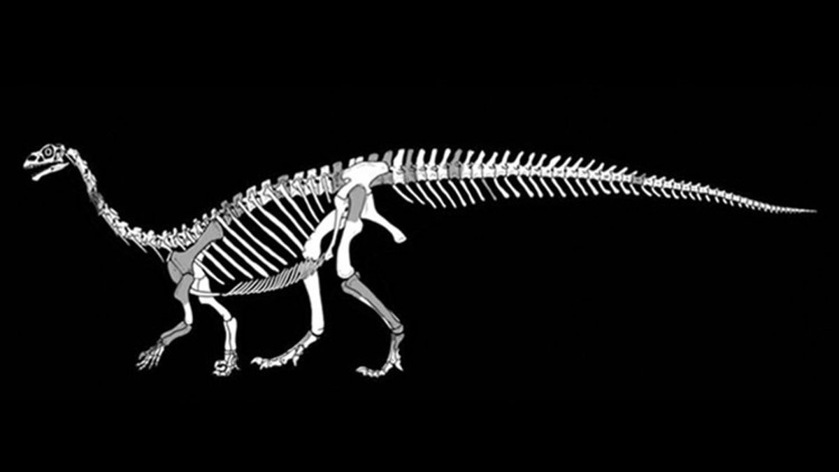Descubren una nueva especie de dinosaurio tras estudiar fósiles olvidados