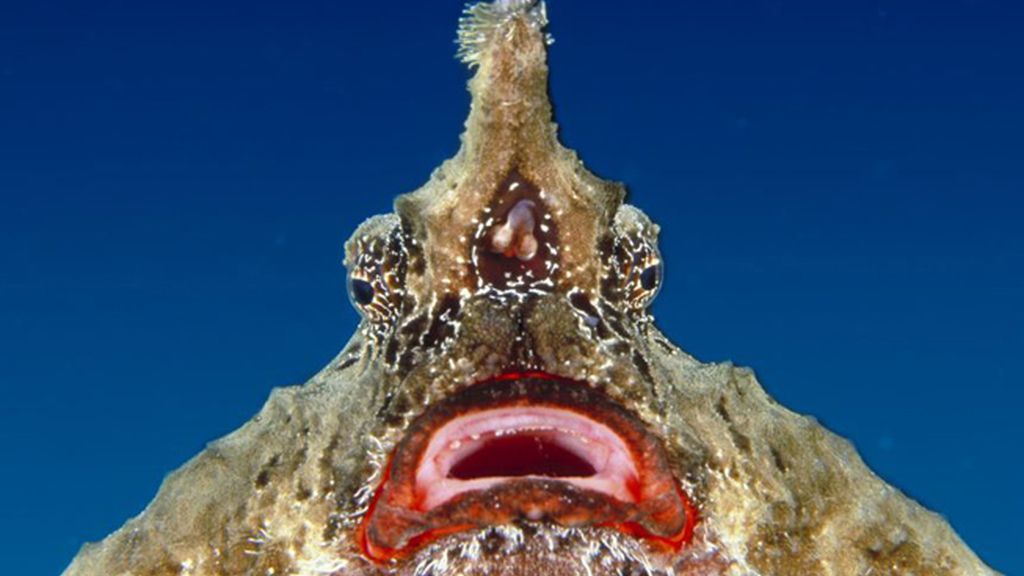 Un pez murciélago, o 'Nasutus Ogcocephalus'