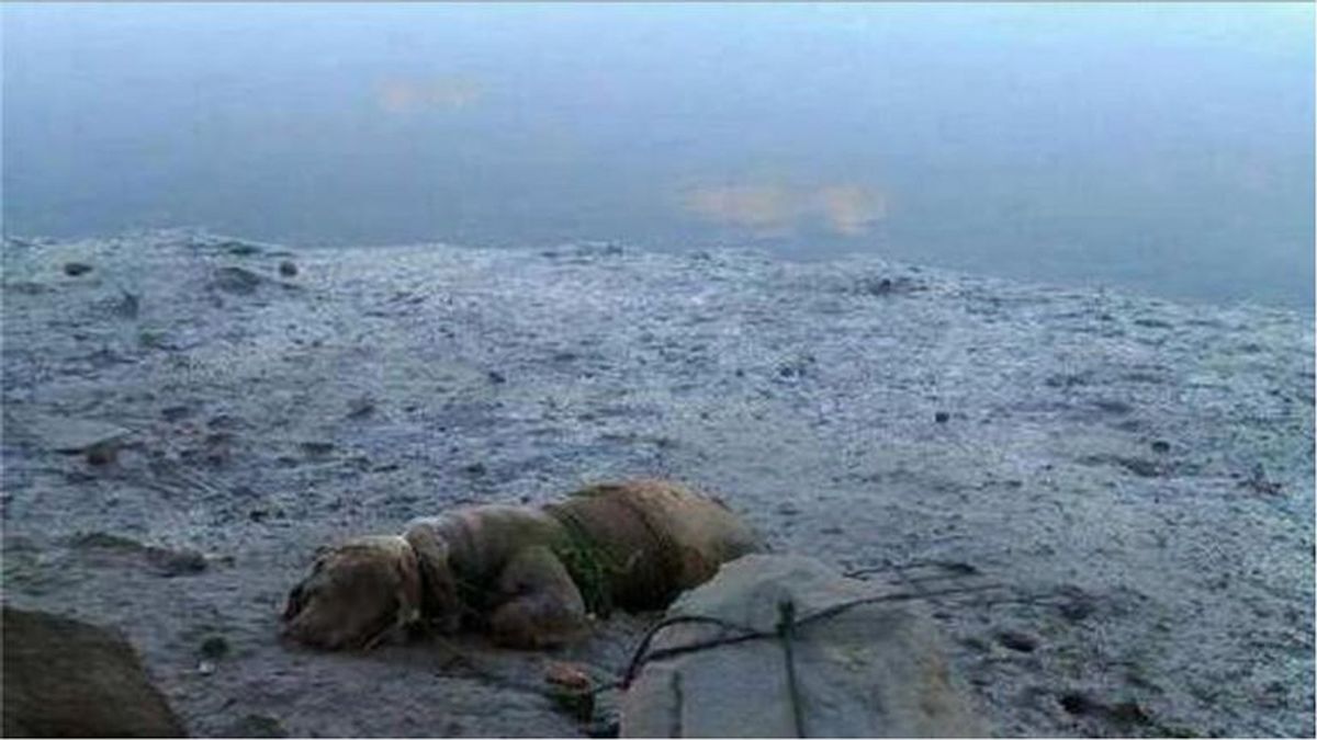 Condenado por atar a un perro a una piedra para que se ahogara en la playa