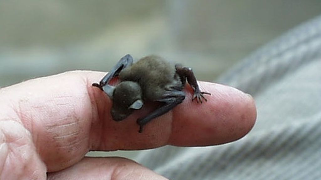 Murciélago Abejorro