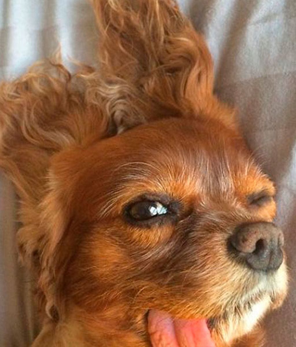 Los mejores momento de Brindis inmortalizados por su dueño