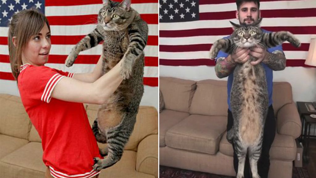 Pickles, el ‘Gatosaurio Rex’