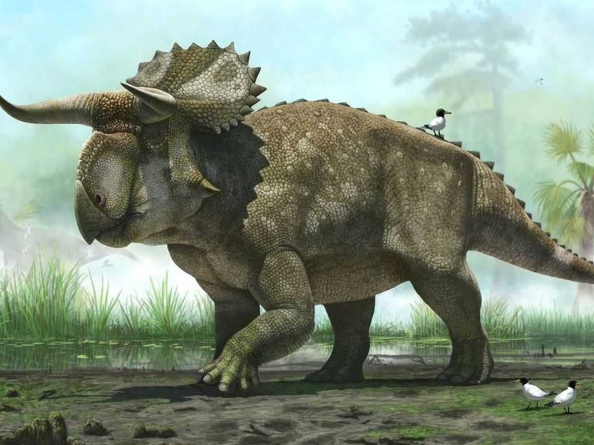 Hallan una nueva especie de dinosaurio que se caracterizaba por su enorme  nariz