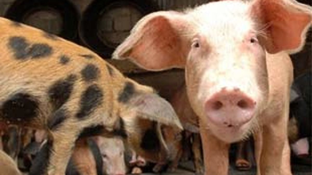Hasta el momento, no se ha encontrado ningún cerdo enfermo con la cepa. Foto: EFE.