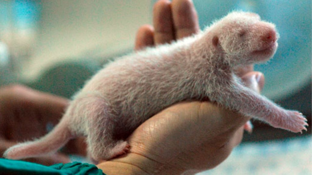 CRÍA DE OSO PANDA EN TAILANDIA