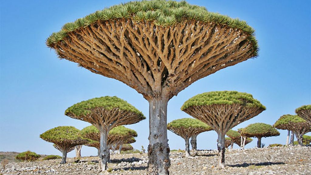 Dragon's blood trees, Socotra, Yemen