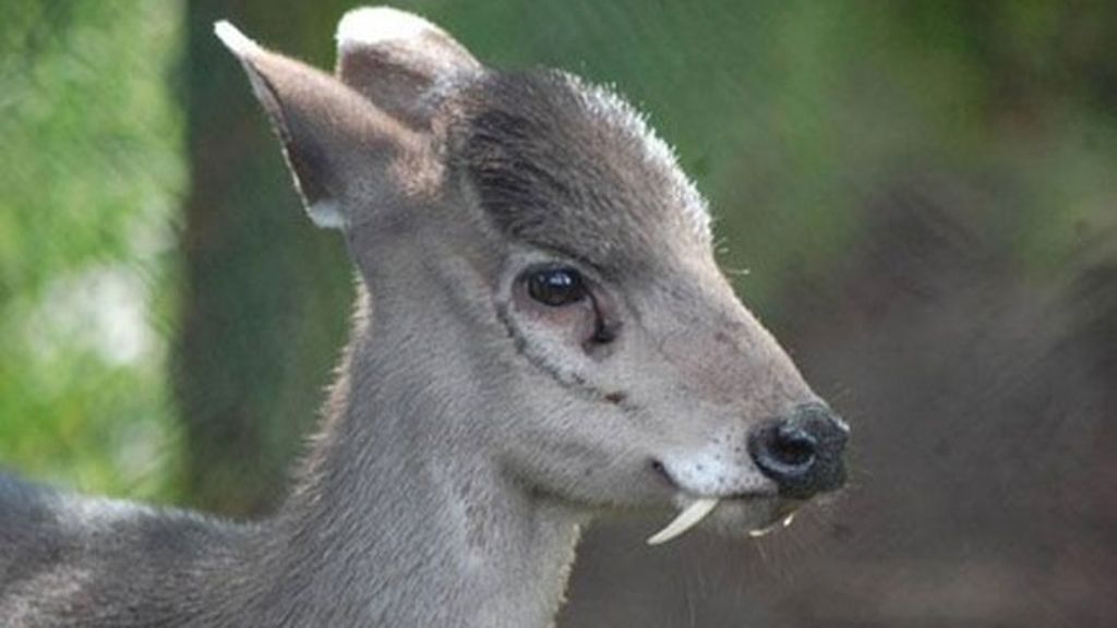 El ciervo de copete  (Elaphodus cephalophus)