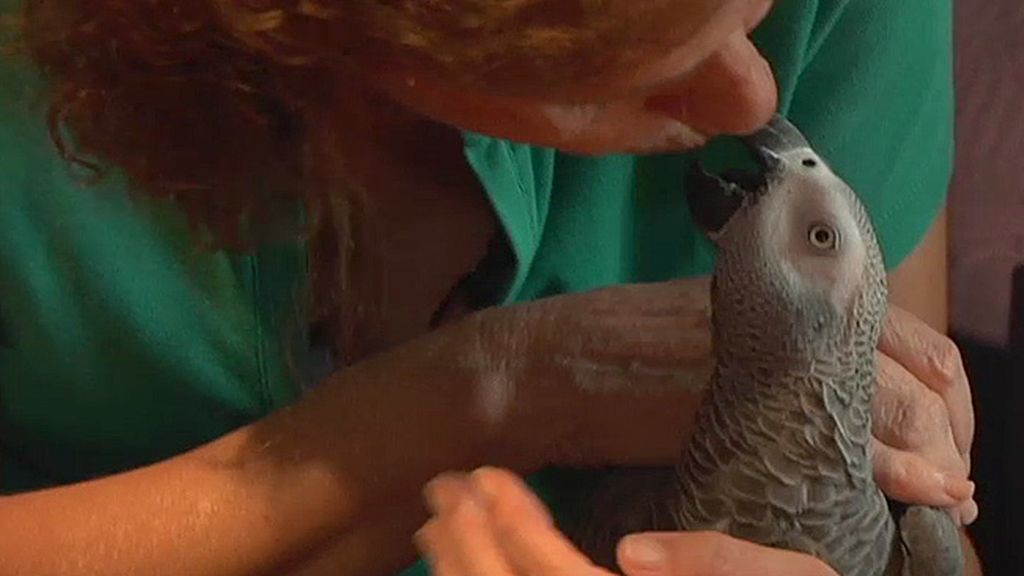 Jabalíes, ciervas, linces, burros, ocas y ponis... unos animales muy domésticos