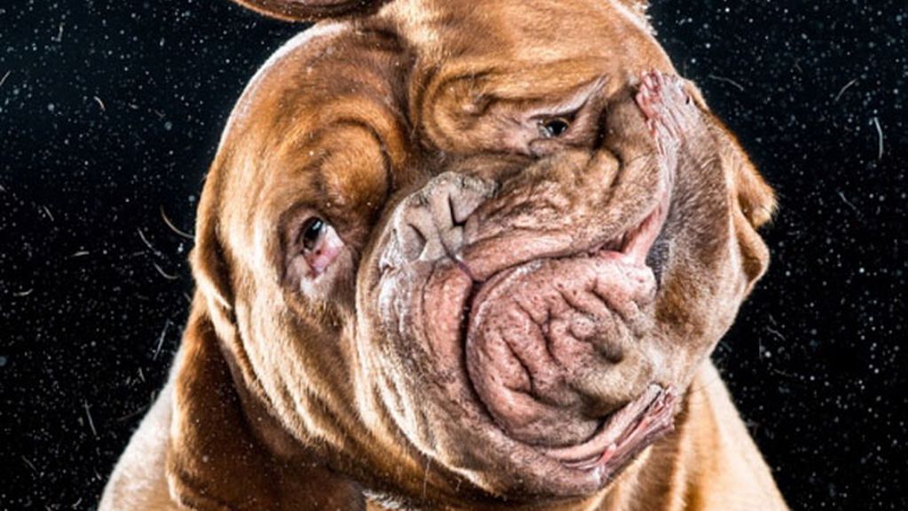 Perros a cámara lenta