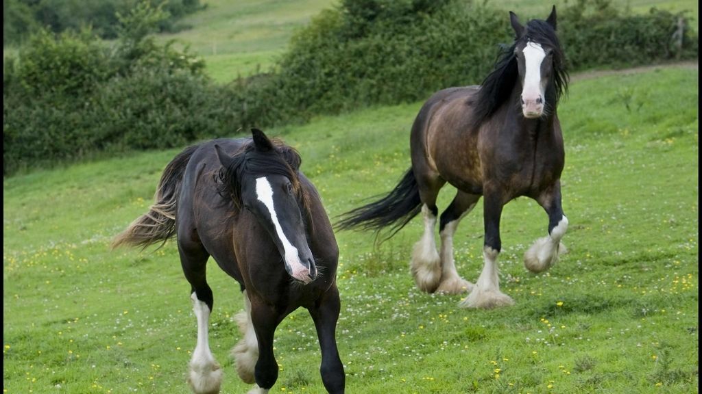 Caballo salvaje