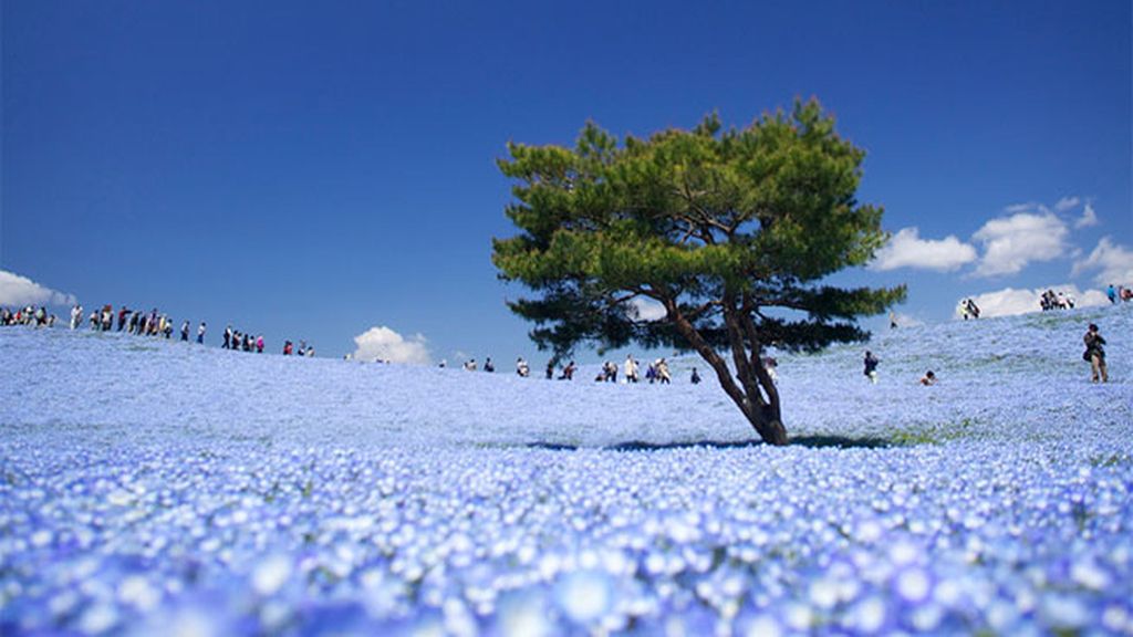 Hitachi Seaside Park, Hitachinaka, Japan