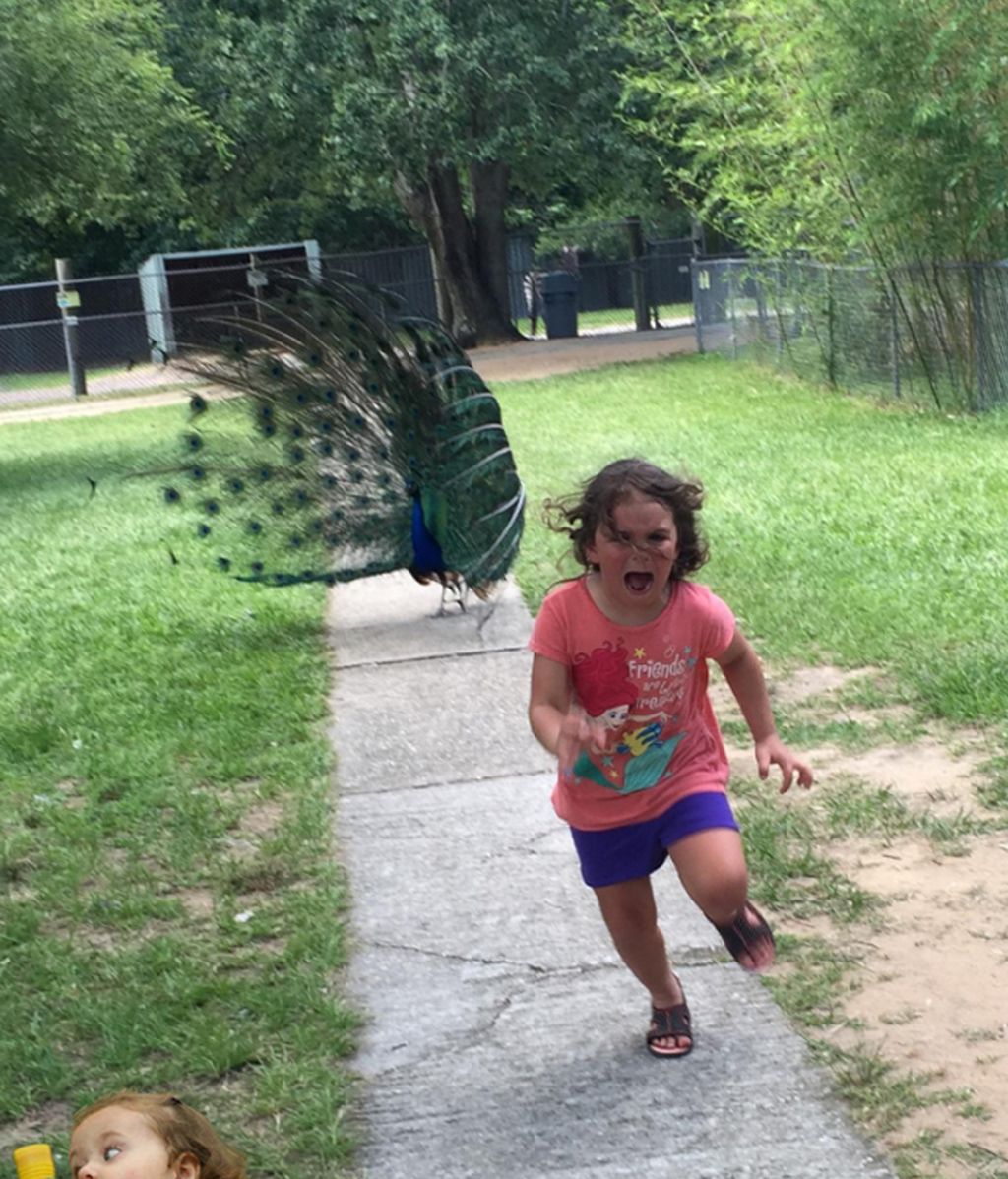 La Red parodia la huida desesperada de una niña ante un pavo real