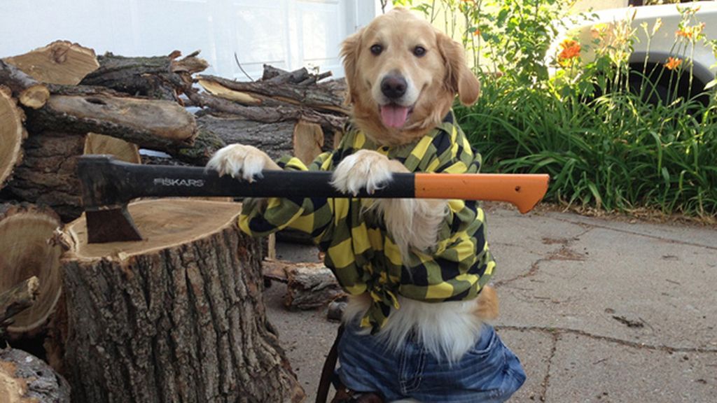 Diviértete con los atuendos más humanos de este perro