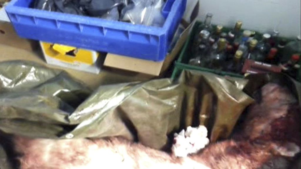 EL grupo mató al oso de un disparo