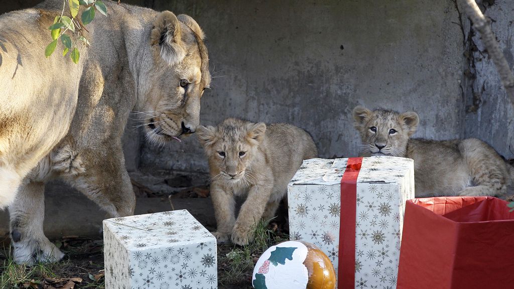 Animales con regalos de Navidad