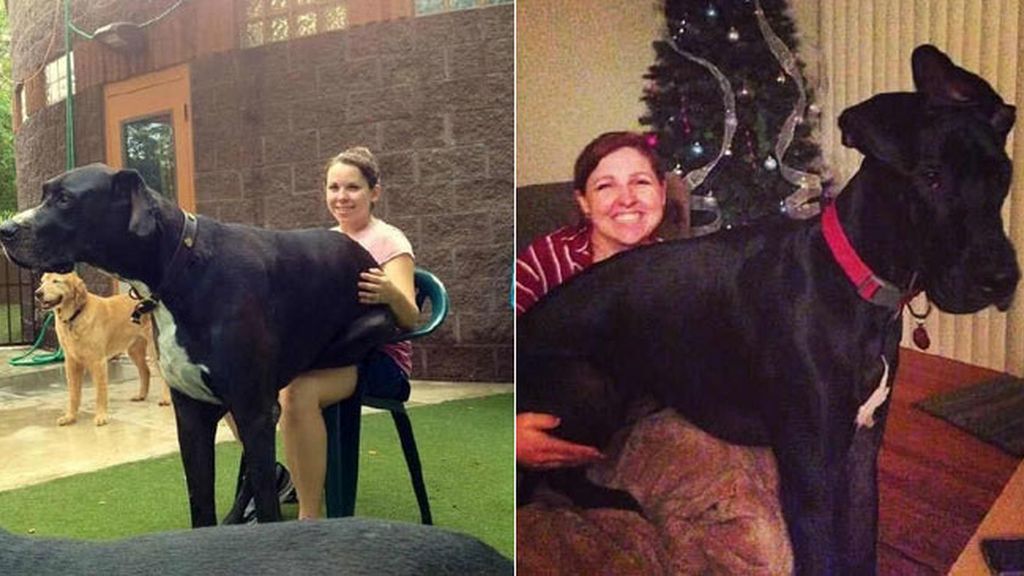 Los perros XXL más famosos de Internet