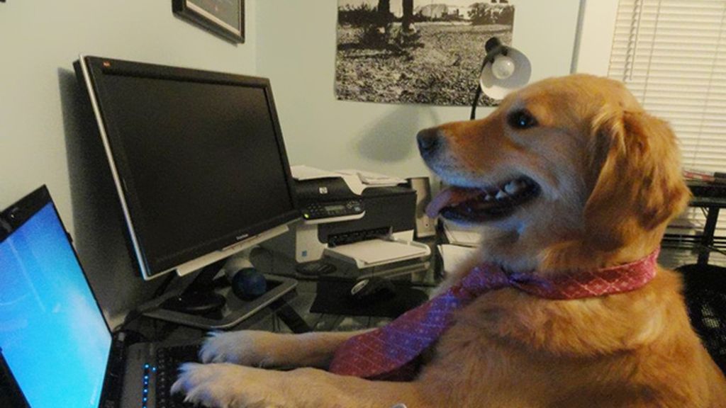 Diviértete con los atuendos más humanos de este perro