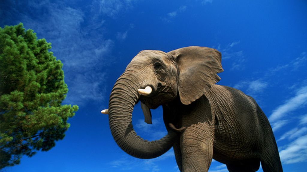 Se queja por ver a un elefante por la ventana en plena sabana africana