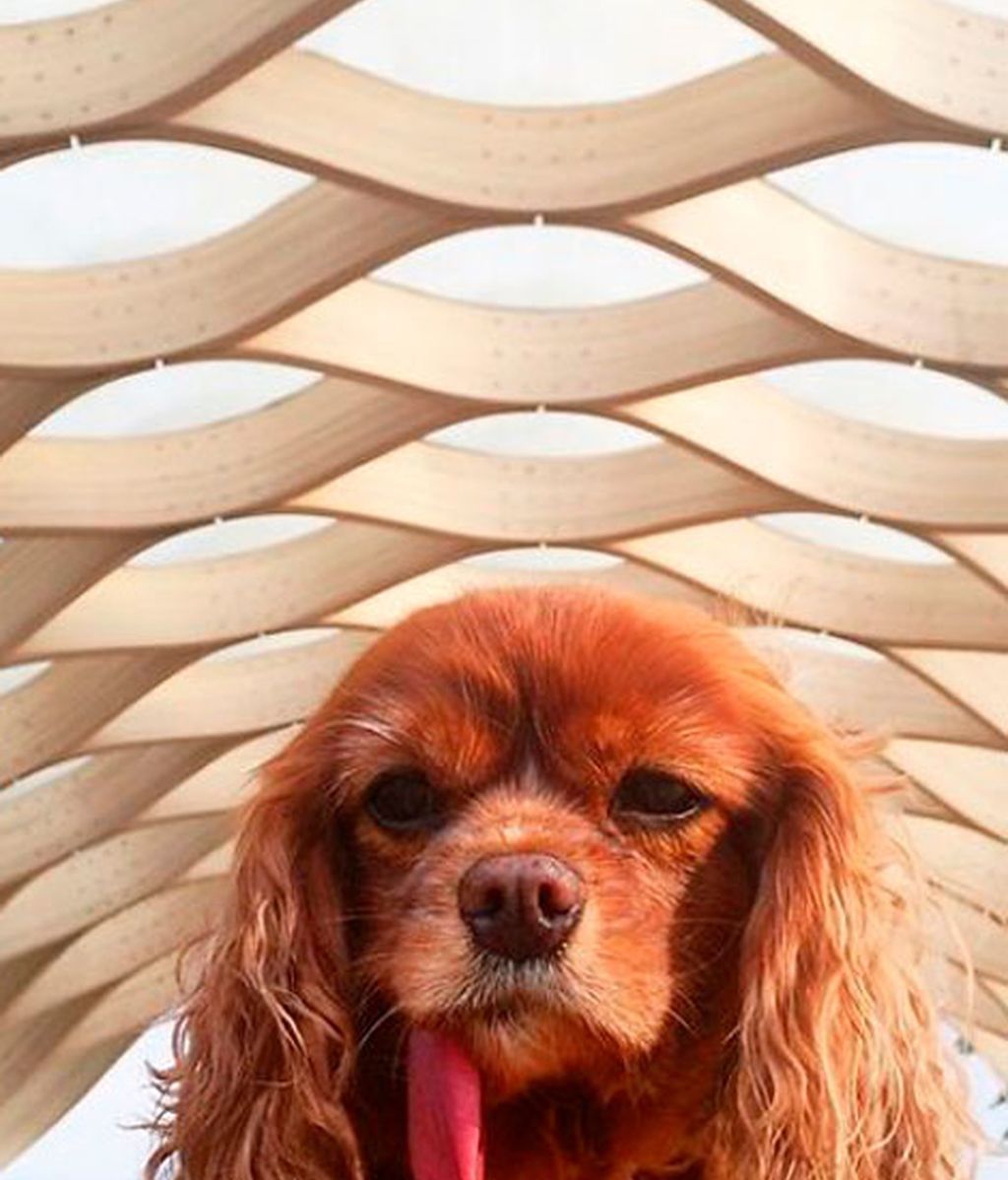 Los mejores momento de Brindis inmortalizados por su dueño