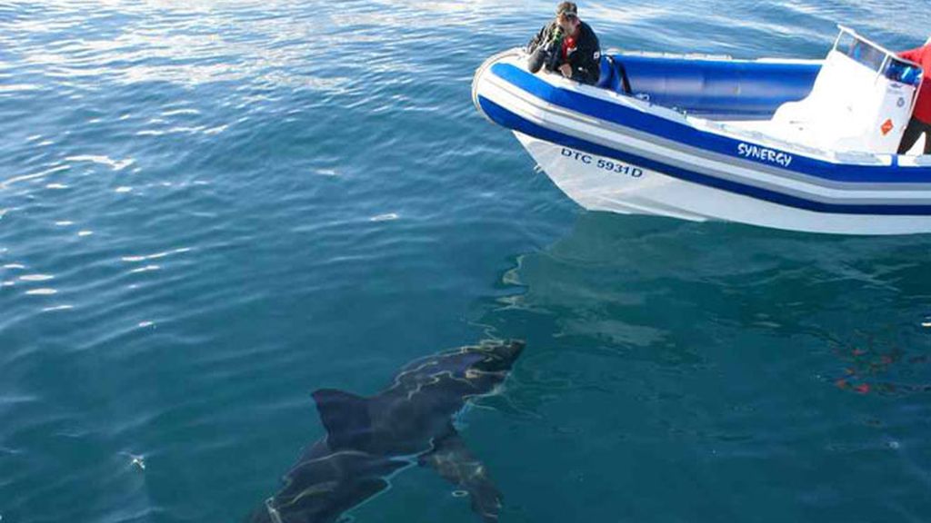 Tiburón Blanco: Expedición 10 de Jesús Calleja en Desafío Extremo