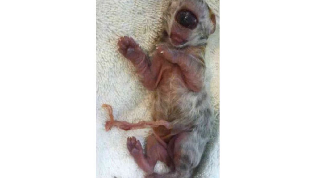 El gato que nació con un solo ojo