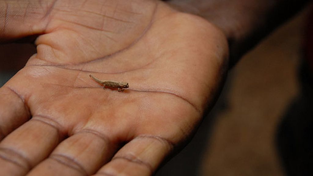 Camaleón Brookesia