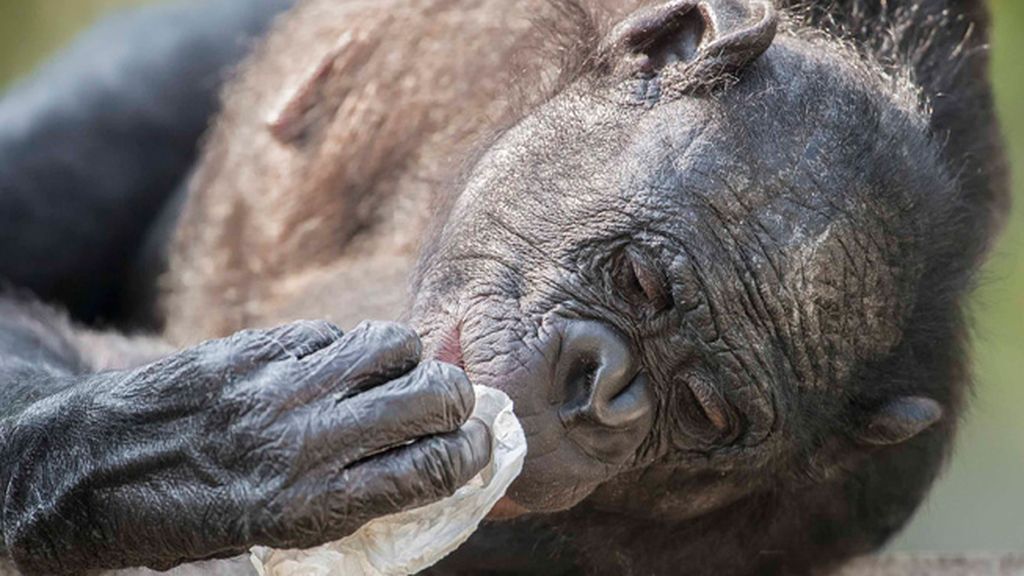 Retratos íntimos en el zoo