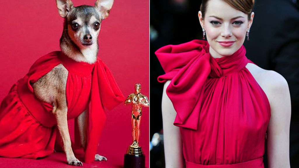 Vestidos de Oscar para tu mascota