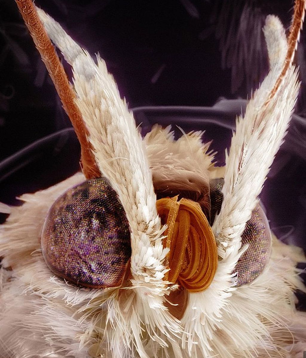 Los monstruos microscópicos con los que compartimos nuestra vida