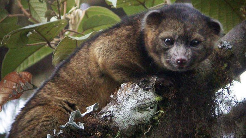 Científicos de EEUU descubren que el olinguito es carnívoro