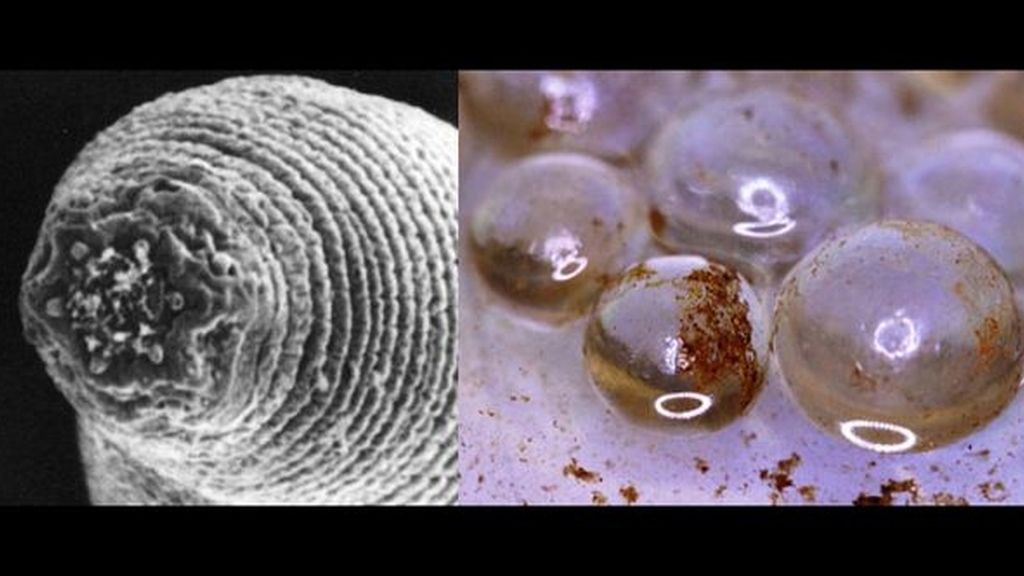 Las 10 especies más extrañas descubiertas en 2011