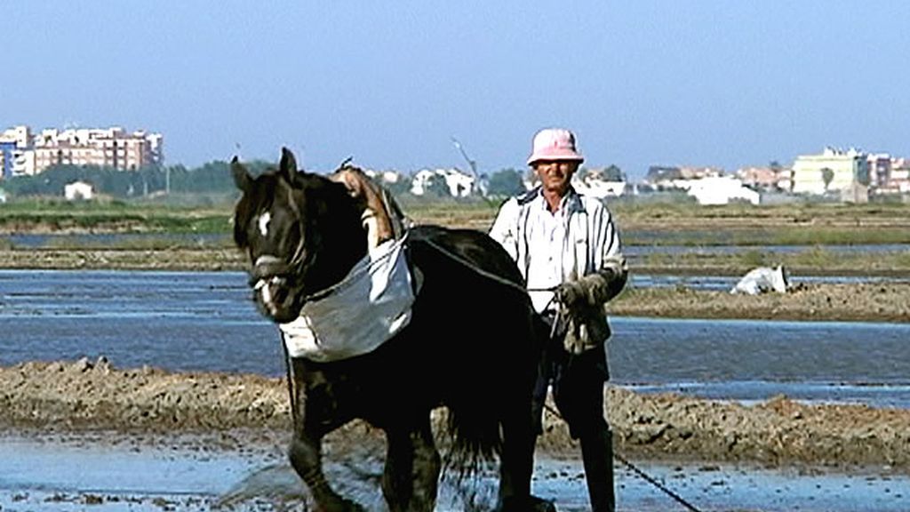 Caballo en el agua en la Albufera
