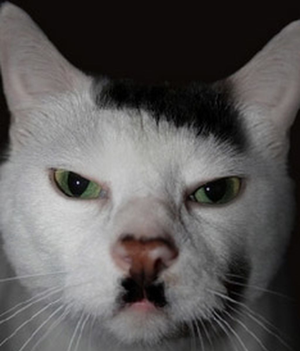 Gatos famosos por su genética