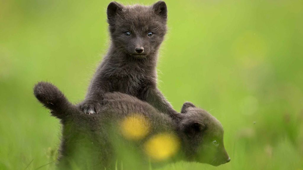 Los pequeños juegan y se divierten en Islandia