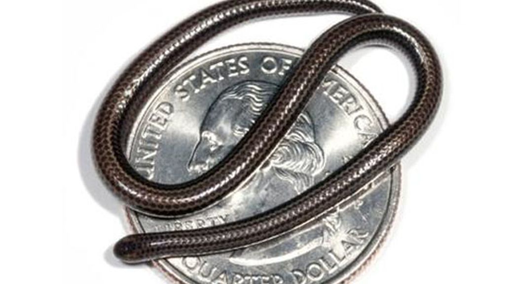 Serpiente Leptotyphlops Carlea