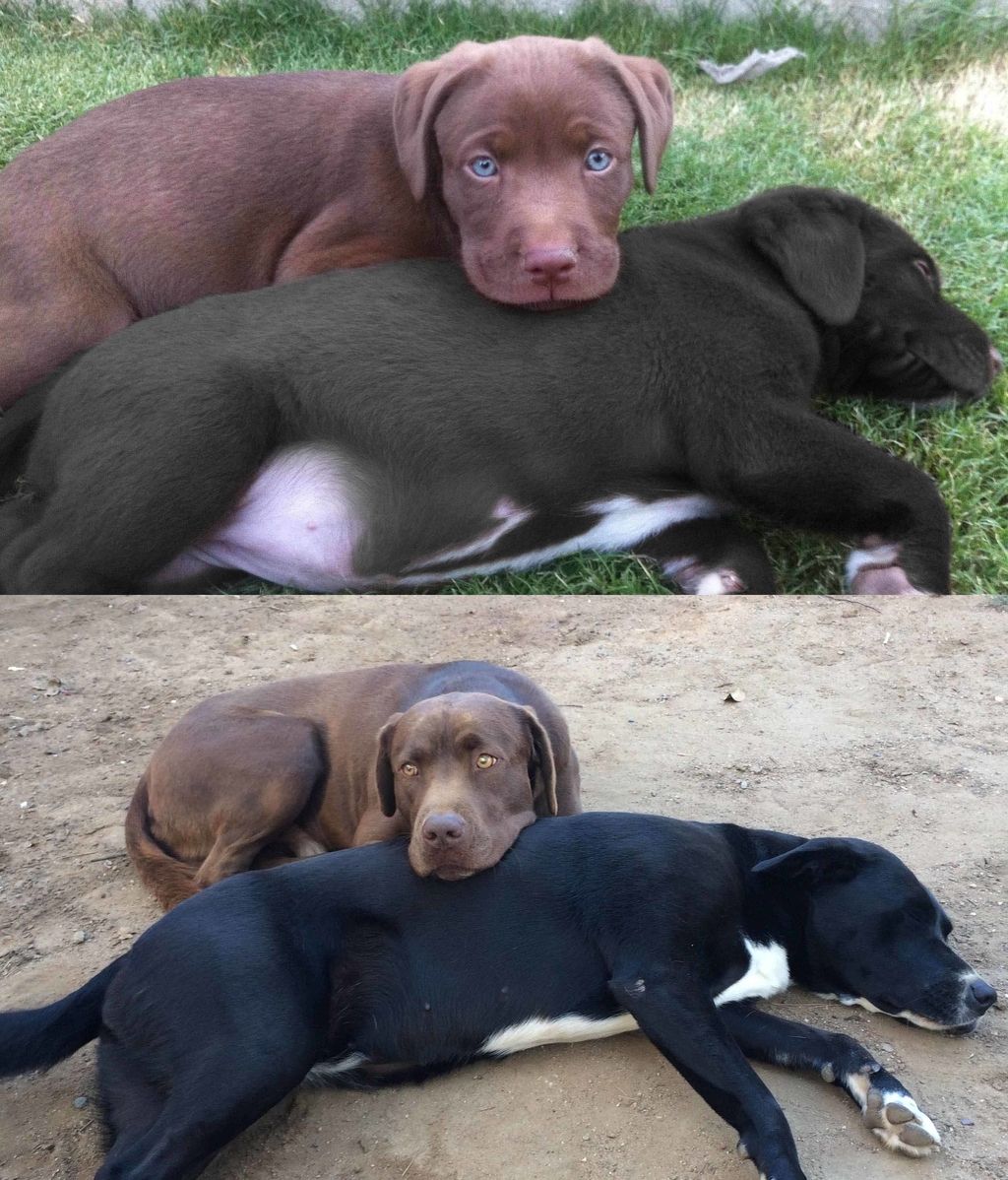 Dueños y mascotas... años después