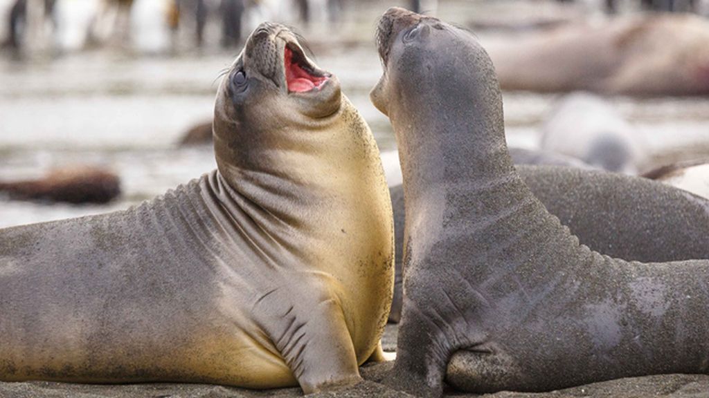 La cópula de un elefante marino