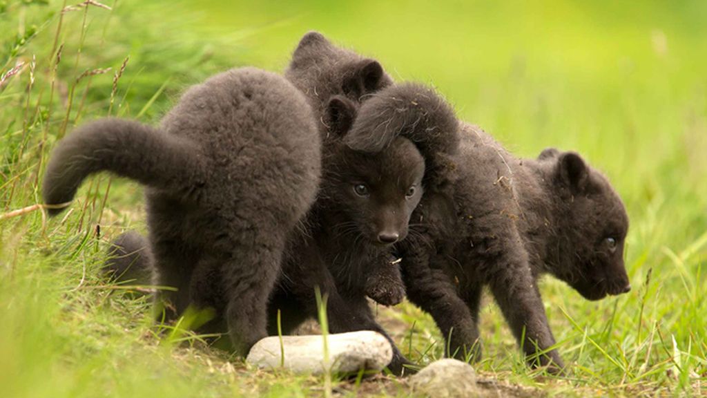 Los pequeños juegan y se divierten en Islandia