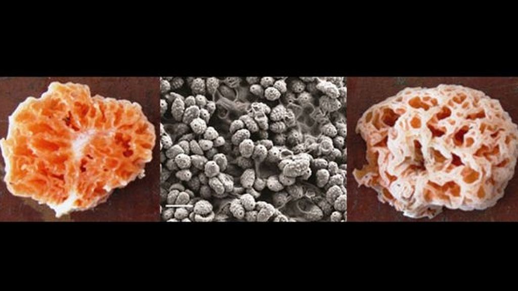 Las 10 especies más extrañas descubiertas en 2011